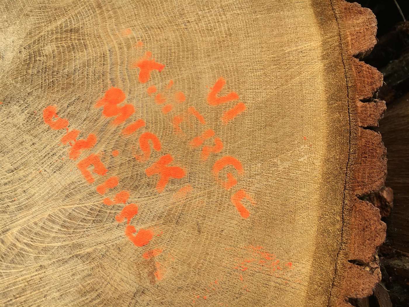 BOEN: VOM BAUM ZUM PARKETT